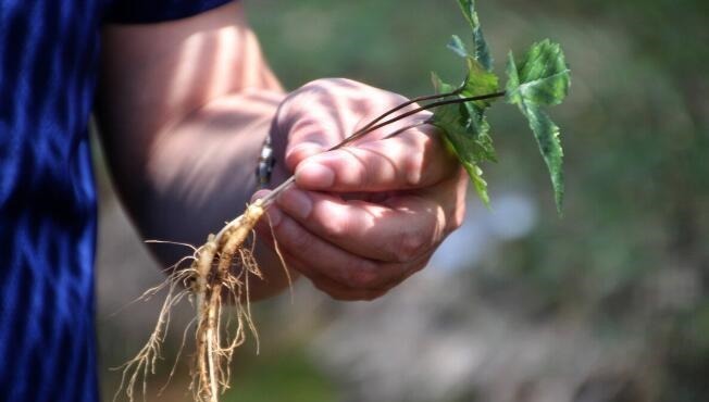 千古名方|明朝中医私藏一生的“千古名方”3味药，横扫体内“阳气”