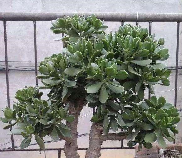 这几种花寿命长，一盆能活几十年，养在家里能当传家宝