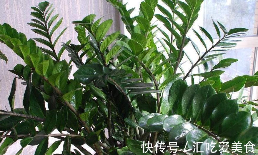 购买植物有讲究，学会5招选花技巧，再也不用担心被骗了