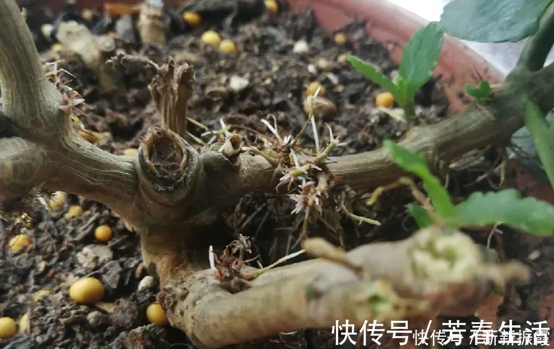 枝条|茉莉花扦插有机关,砍这一段枝条,插土里3天就活