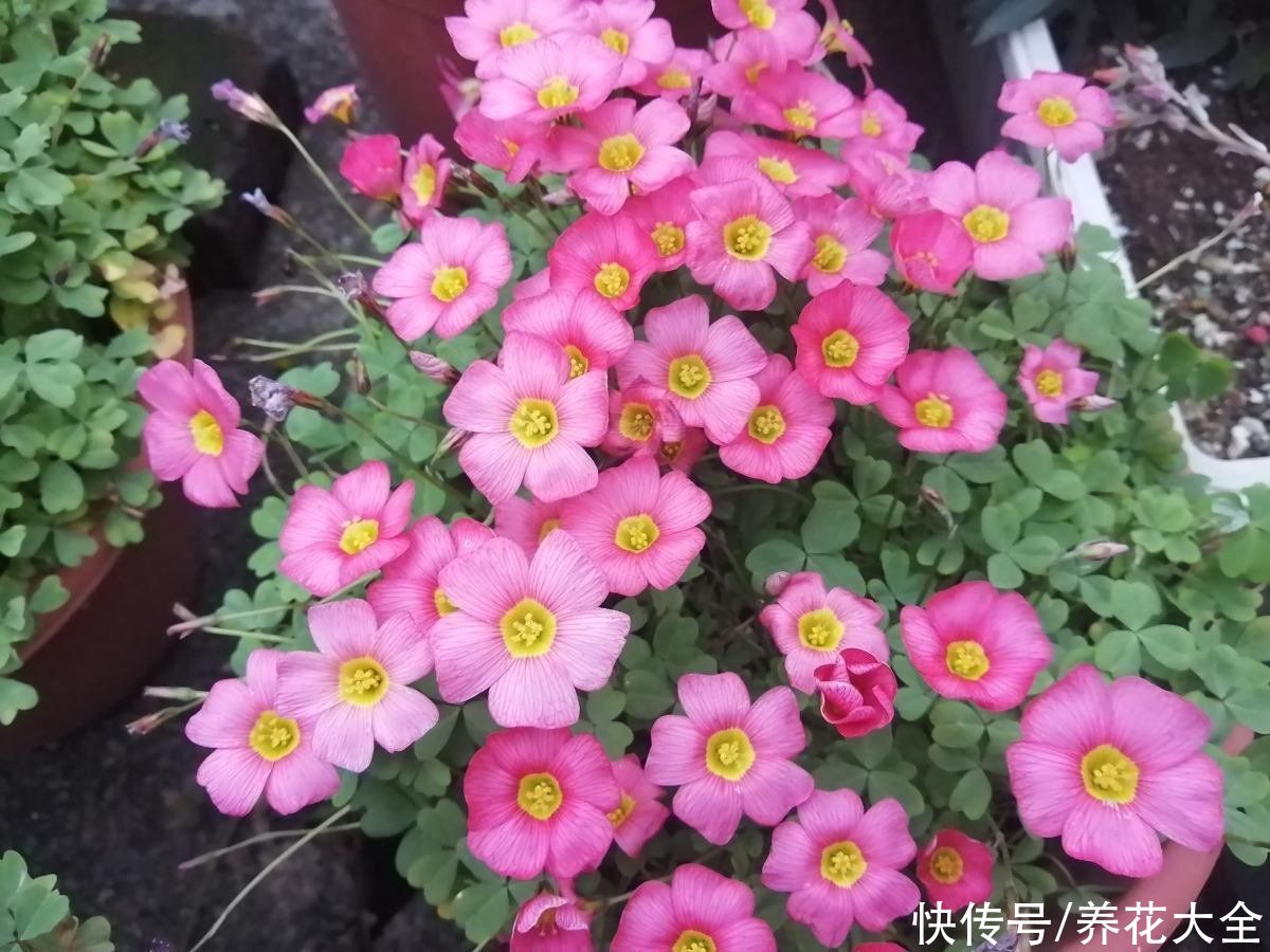 3种“老牌网红花”，经历了时间的沉淀，发现是真的好养