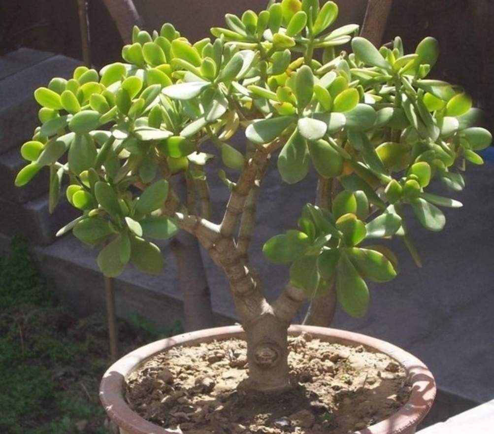 4种常见的花，冬天要“干养”，不然容易烂根落叶，难过冬