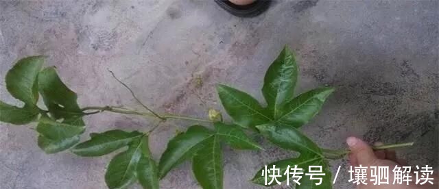 棚架|有1种“水果”,剪根枝条插土里,15天生根,结出果子“吃不完”