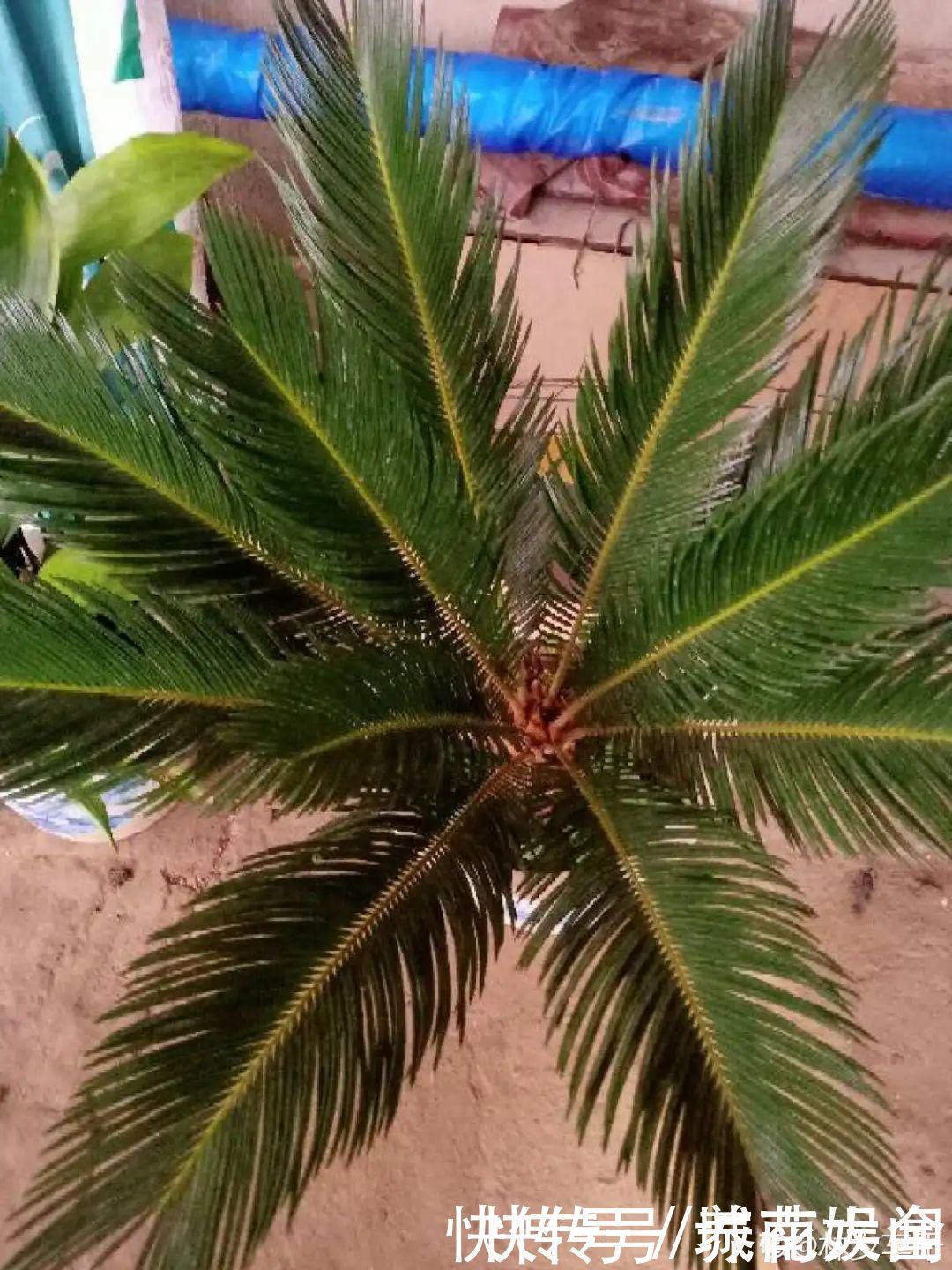 耐旱|超级耐旱花,整个冬天不浇水,还能胖一圈