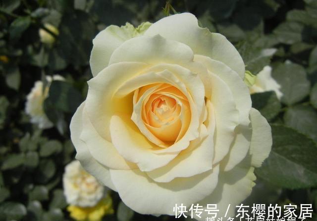 非洲堇|适合秋天养的7种花，好养易活，只要环境合适，爱开花，花期长