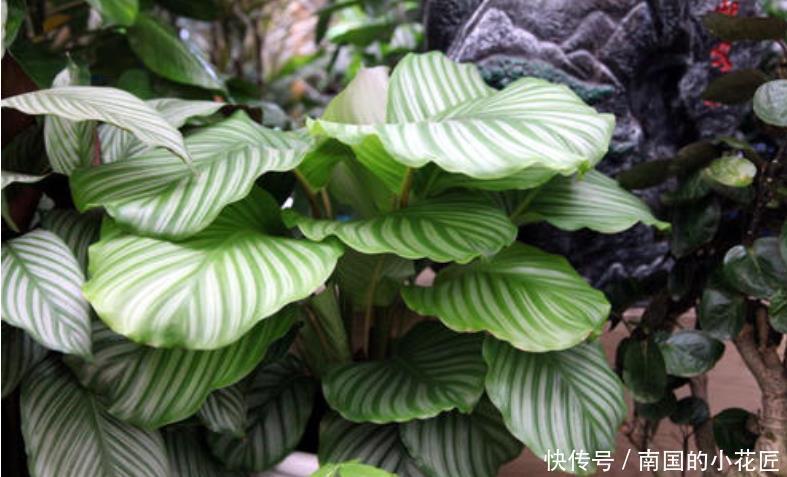 绿萝|6种花冬季不要晒太阳，它喜荫怕晒，卧室卫生间这些地方最合适！