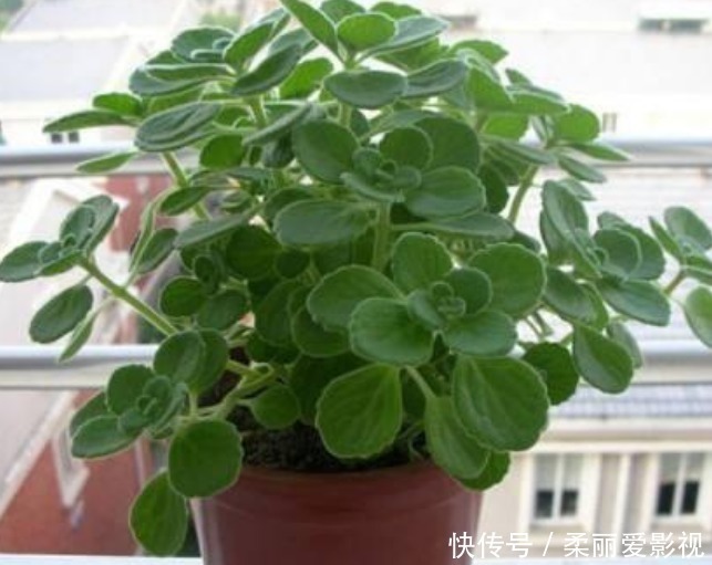 阳台上|最适合新手养的4种花,镇宅又旺财,家里更清新,养在客厅上档次