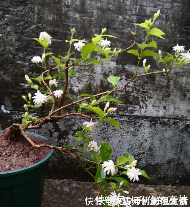 新手|养茉莉花有5个常见问题，对于新手来说，避免才能花开不断不黄叶