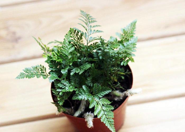 稀有|六种稀有的观赏植物,你见过几种,又养过哪些呢?