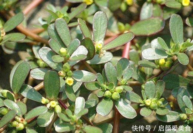 实在|家菜没有野菜香,春夏不吃这些野菜实在太不会享受了!