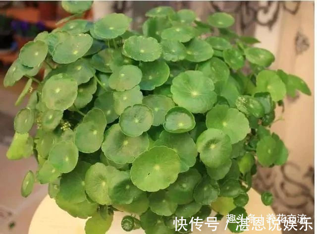 树荫下必不可少的11种耐阴植物，能开花，能观叶，看你选哪种