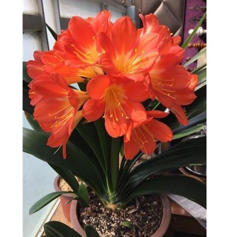 淘米水，啤酒水靠边站，以下几种水浇花，君子兰水灵灵、花多多