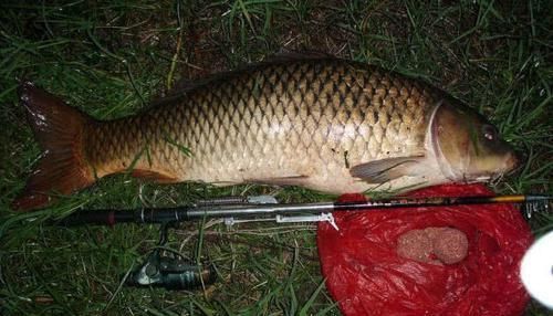 我是如何钓获这条23斤的大鲤鱼圆滚滚的像小猪,破了我的记录