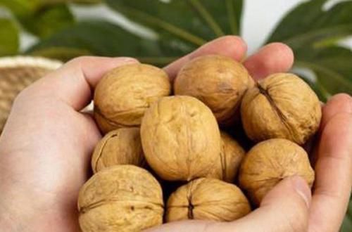 核桃仁|吃核桃到底能补脑吗?推荐两种做法,补气养血利三焦,百吃不腻