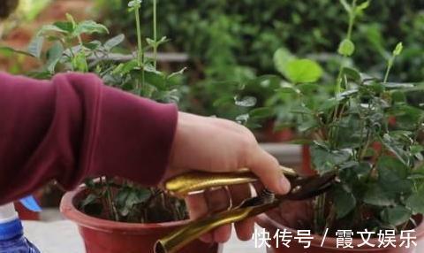 板结|养茉莉花,用什么“土”最合适,特别是新手,这一点一定要注意