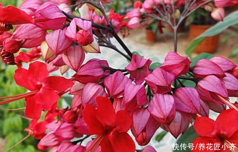 让8成养花新手都后悔的4个“妙招”,再看到别尝试