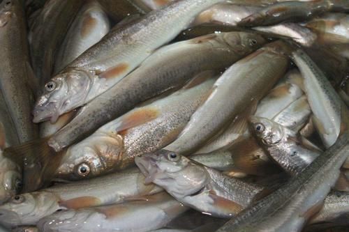 50年前是“救命粮”,味道鲜美,今存量多达10万吨却不让吃