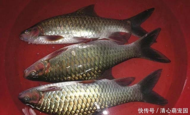 草鱼和鲤鱼的后代?这种怪鱼只有西南地区才有,人称“青竹鲤”