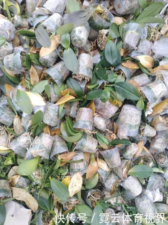 垃圾桶里一堆“贵货”花,丢人也要捡,带回家就开花