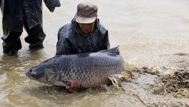 青鱼的“悲哀”：衔着宝石的明星鱼，却因野蛮生长而沦为“废柴”