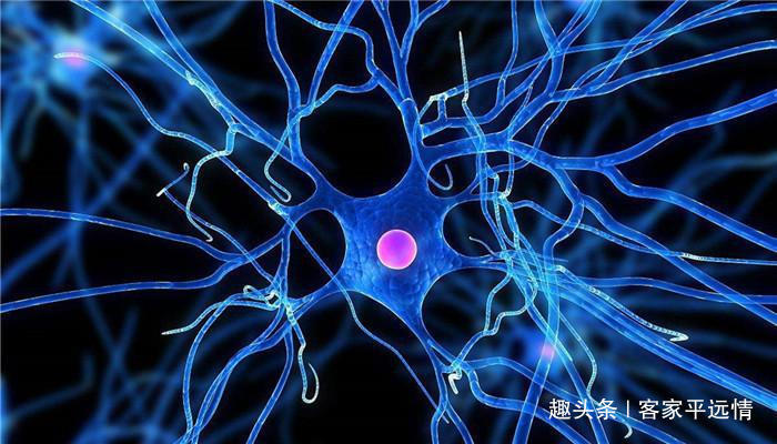 智商|一图断痴呆你能数出多少只狗据说智商高的能找到8只，你呢