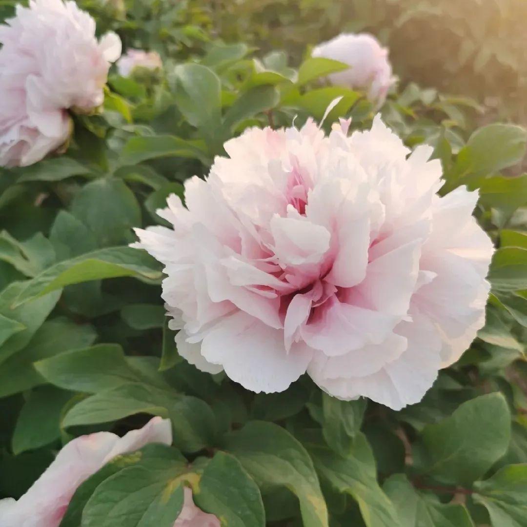 品种|这花只能秋天养,埋土里就活,晚了再等一整年!
