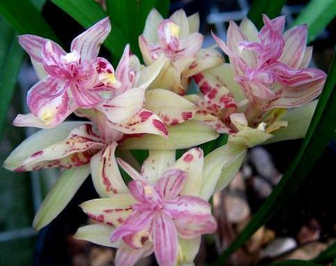 此兰花是多瓣奇花的经典品种之一,花型饱满,香气袭人,好养易活