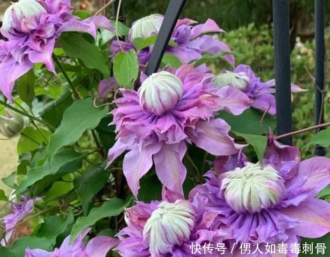 4种花比牡丹还漂亮，比绿萝还好养，年年花开不断，特适合养家里