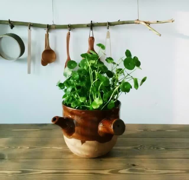 春季室内植物推荐(内含种植窍门)