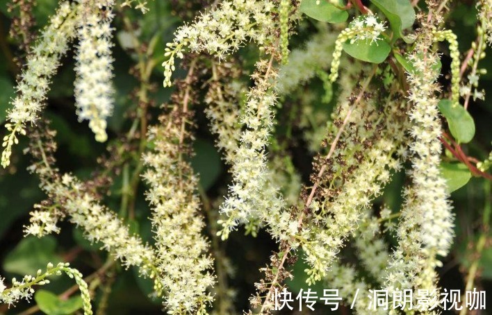 苞片|农村房子旁的野草,乡下人当野草除,其实还有其它用处