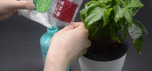 小窍门|不管多难养的花,浇水时加点它,不黄叶还不烂根,比花肥还好用