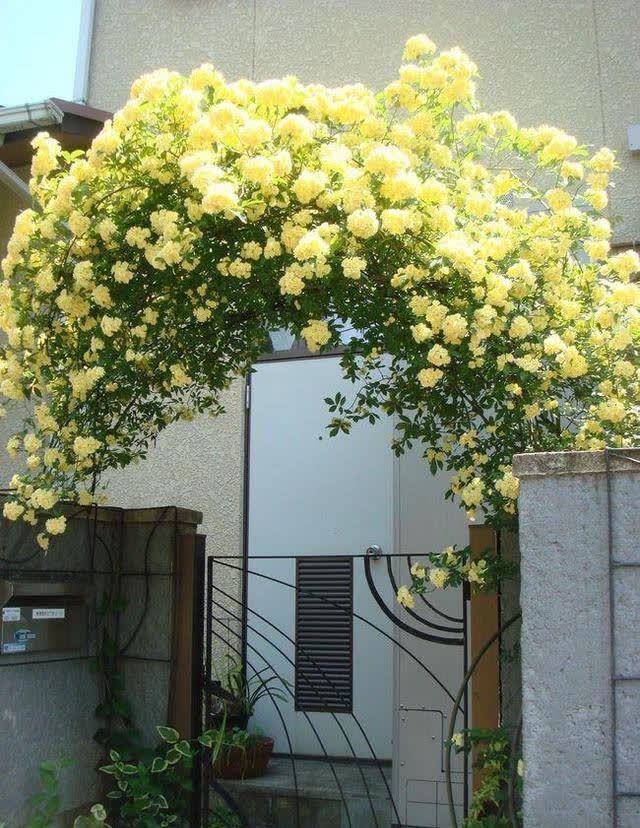 院子再小也要养棵它,开花美艳大方,香气浓郁清新,邻居看了羡慕