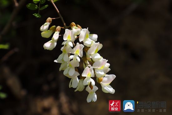 五月槐花香|又到槐花盛开时,五莲这里美如画!