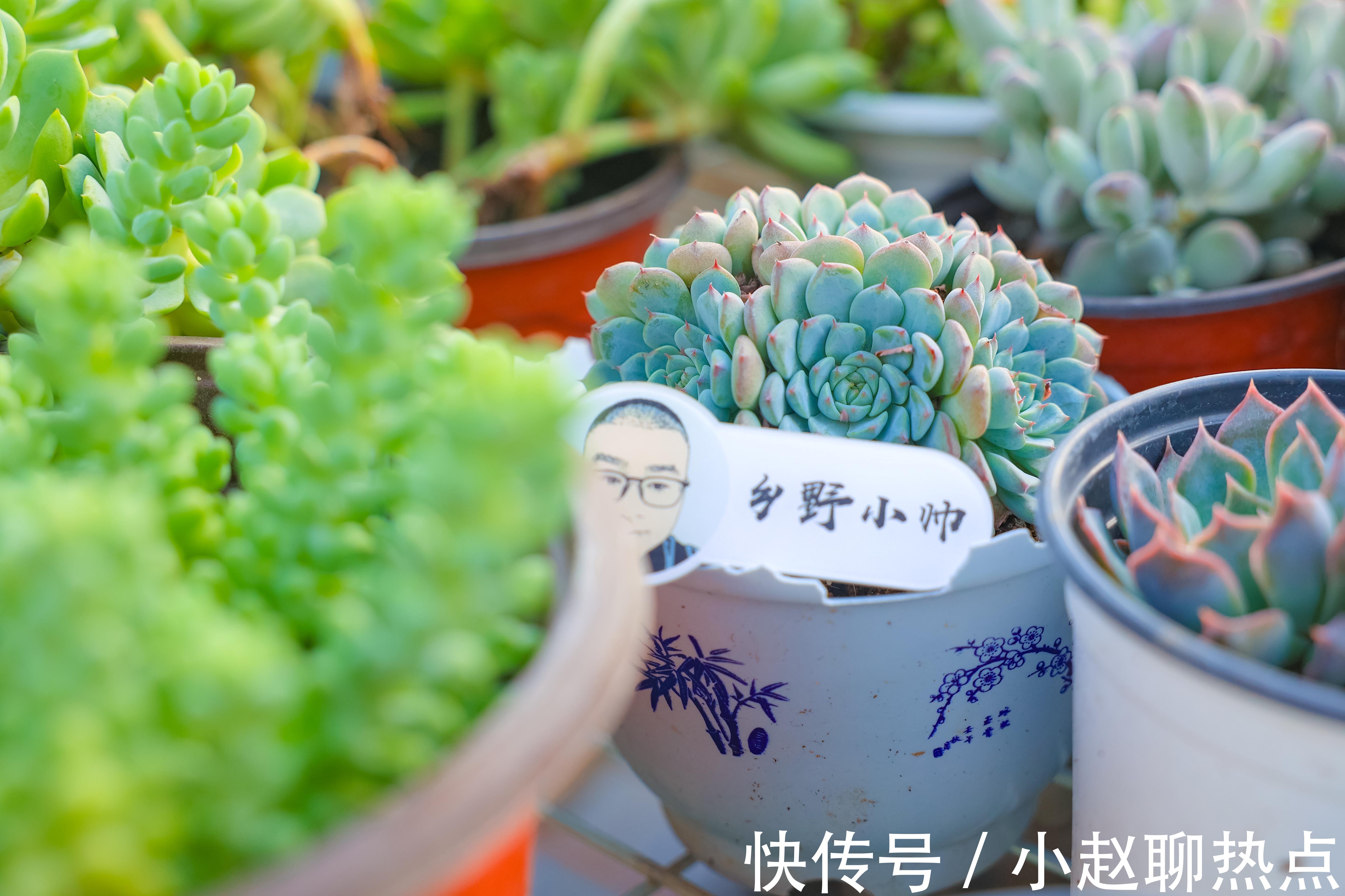 优缺点|全颗粒养多肉好不好不同的颗粒配比有什么优缺点小帅为你解答