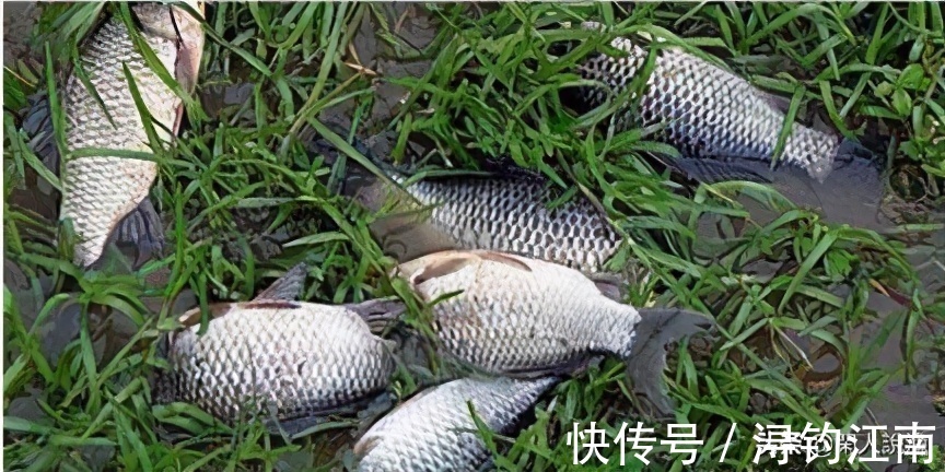 觅食|为何你在秋天钓不到鱼？别人却收获满满，原来是你忽视了天气因素