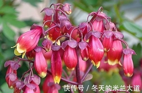 蔓生吊钟海棠|四款特色的花卉,花型独特优美,花开繁盛又迷人,枝上花苞满