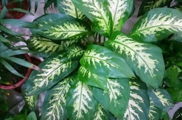 黄叶|适合客厅养的6种植物,姿态优美,美观大方,寓意又美好