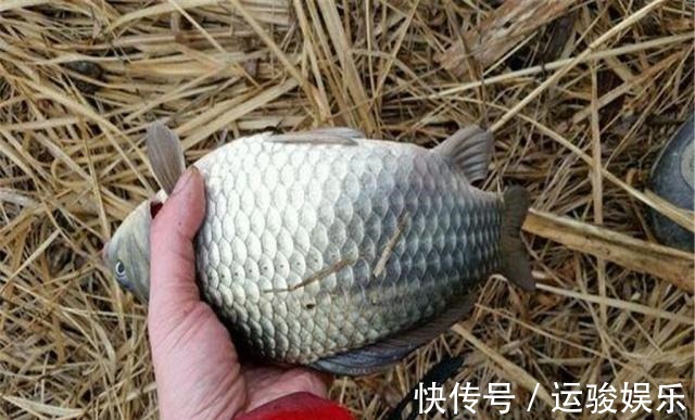 虽说钓鱼要钓草,但并不是所有的草都适合,尤其是这几个!