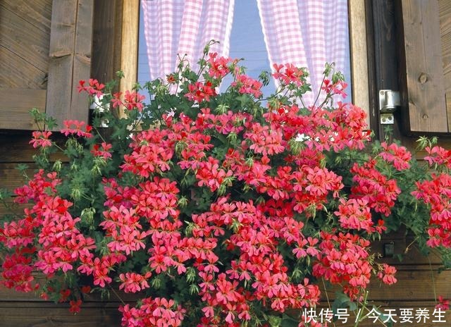 适合小阳台的花草,挂起来养,能开成“花瀑布”!