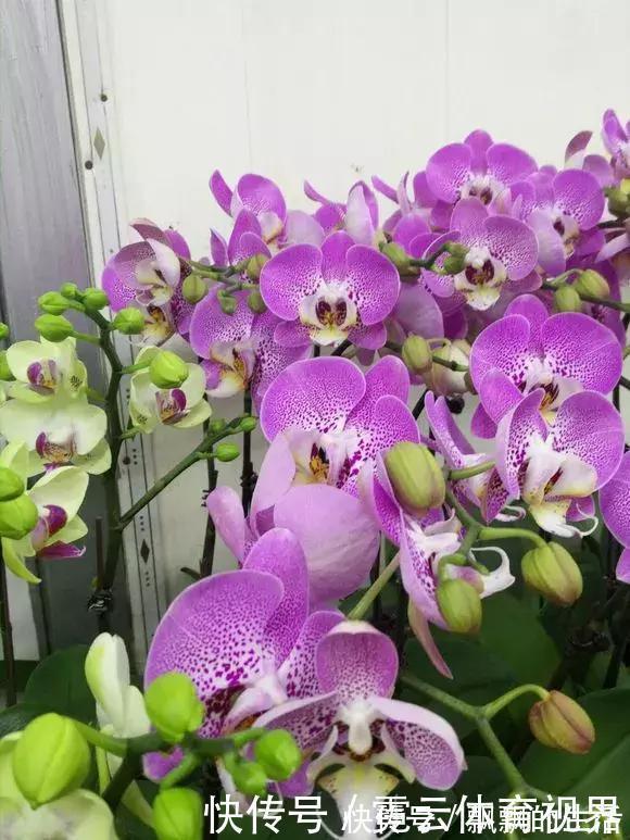 回家|垃圾桶里一堆“贵货”花,丢人也要捡,带回家就开花