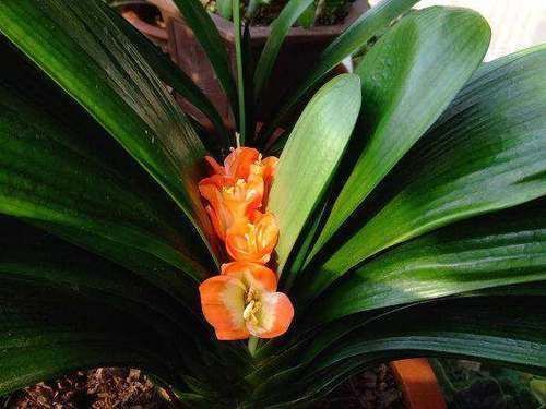 板结|山上的“这东西”,捡回来养护君子兰,轻松解决土壤板结问题!