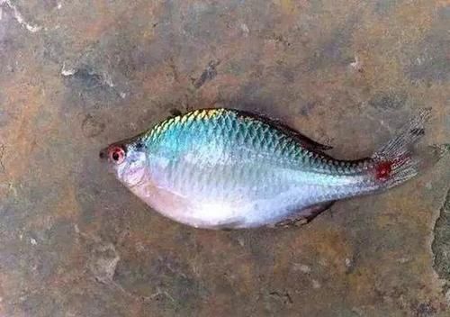 沙塘鳢|农村里才有的野味,有钱不一定能吃到,吃过的允许我叫你一声大哥