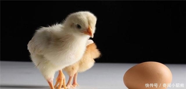 “先有鸡,还是先有蛋”?今天终于知道了答案!