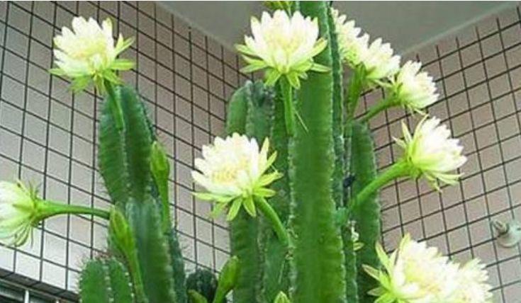 4种花堪称贵族,开花时如梦如幻,尊贵大气,漂亮好养