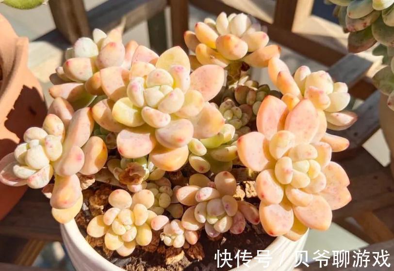 多肉劳尔冬天怎么养，做好这三点，也能红润饱满香味浓