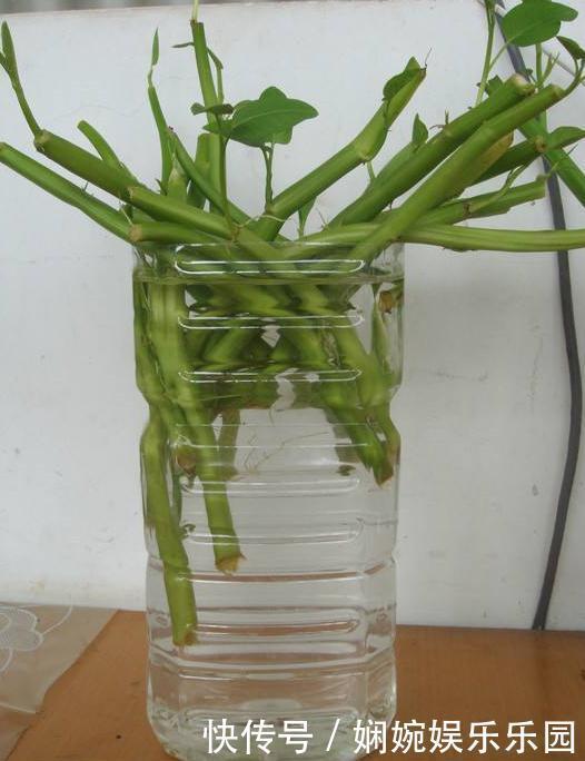 “一根菜叶”就能水培!一个月一桶菜,一茬一茬吃!