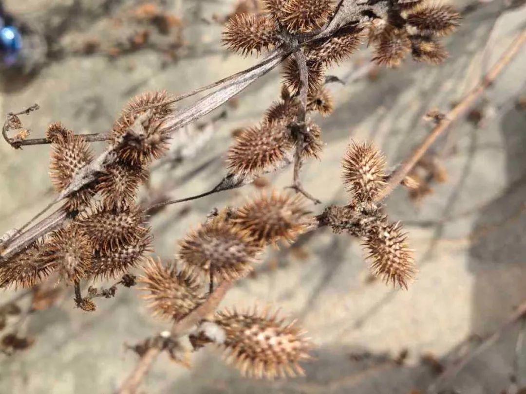 海芋|20种有毒花，出门别乱摘，有小孩的特别注意