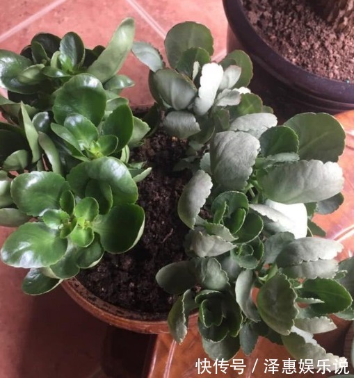 长寿花|“长寿花”瘦弱又卷叶做好“关键3点”,轻松度夏,叶厚长得旺