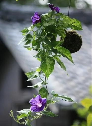 室内绿植种花不用盆，揉一个小球吊起来就让家里美翻