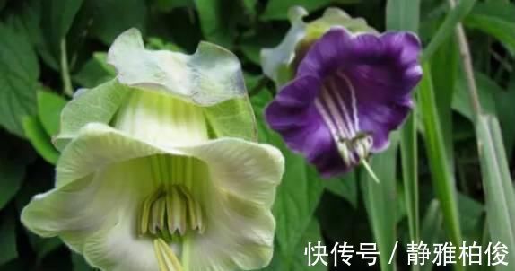 养护|这5种花种在家里一不小心就变成了花海